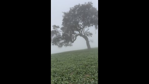 Hiking in the Fog