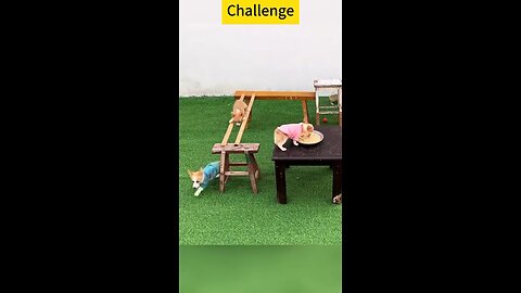 dog competition