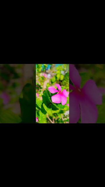 flower #shorts #shorts
