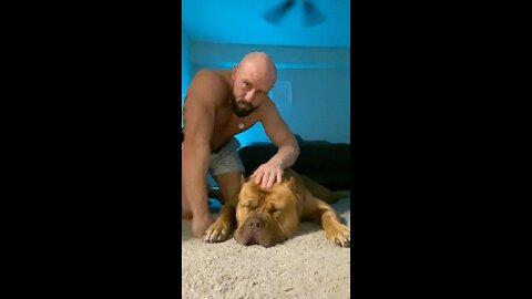 GIANT Pit Bull gets all cuddles & rubs 🦁🧡