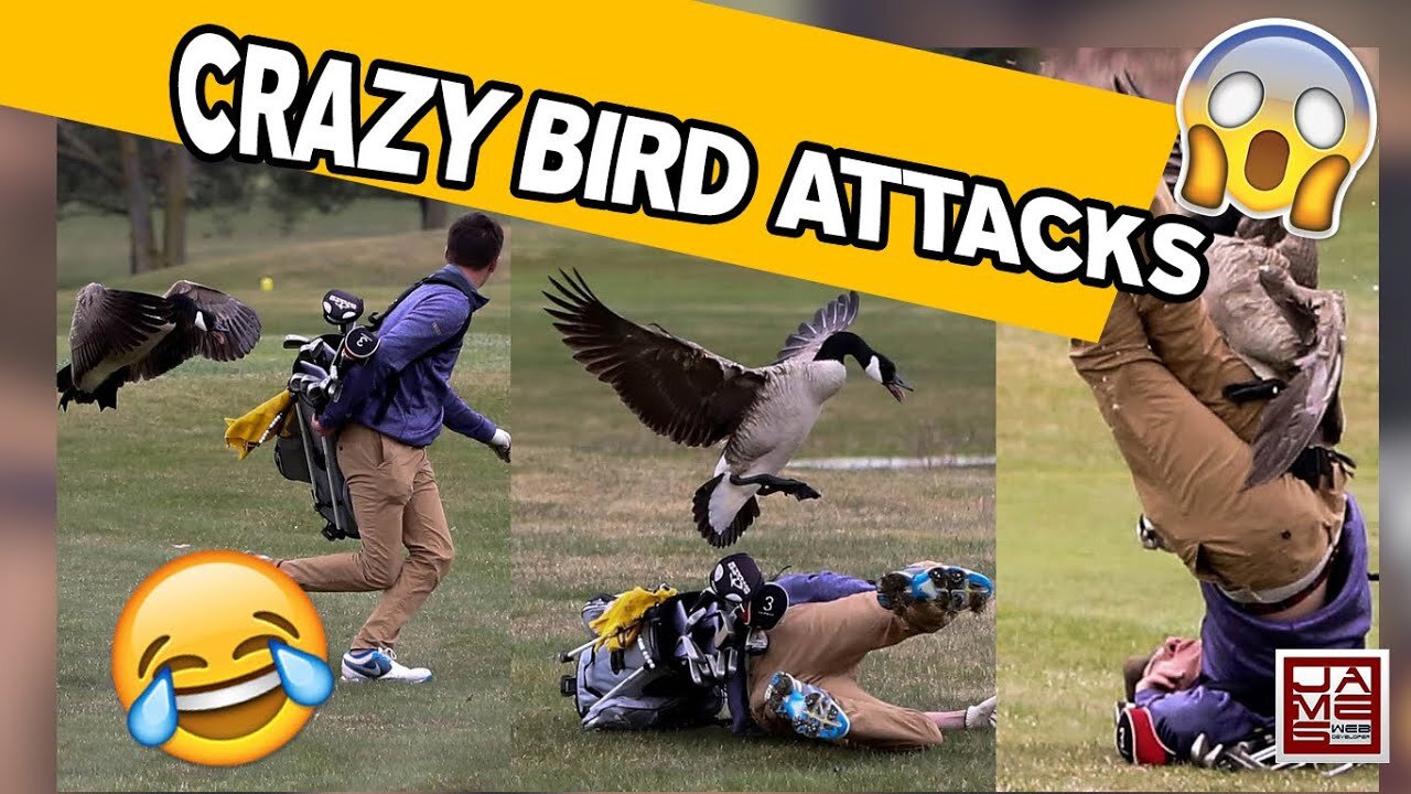 Funny animal attack. 99% try very hard to not laugh.