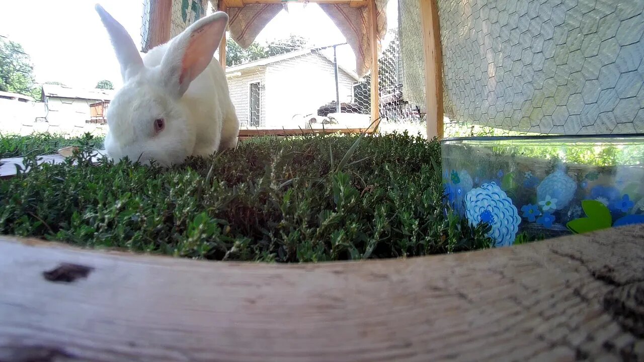 Shadow the white rabbit getting some greens