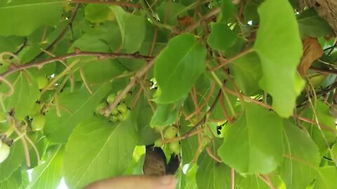 🥝HOW TO PRUNE KIWI VINES🥝