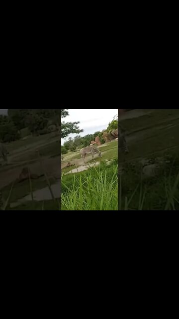 Me chilling with a Zebra 🦓