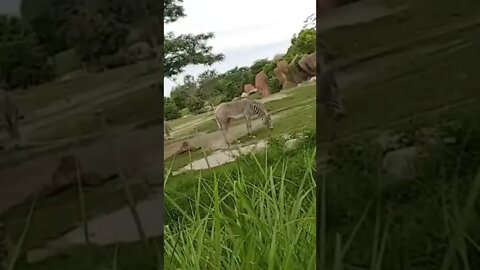 Me chilling with a Zebra 🦓