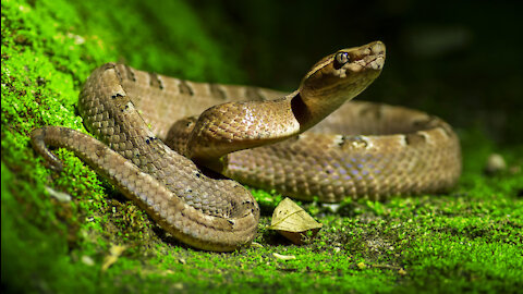 Wow! amazing man catch big snake in jungle