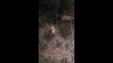 AZ giant elk - high def