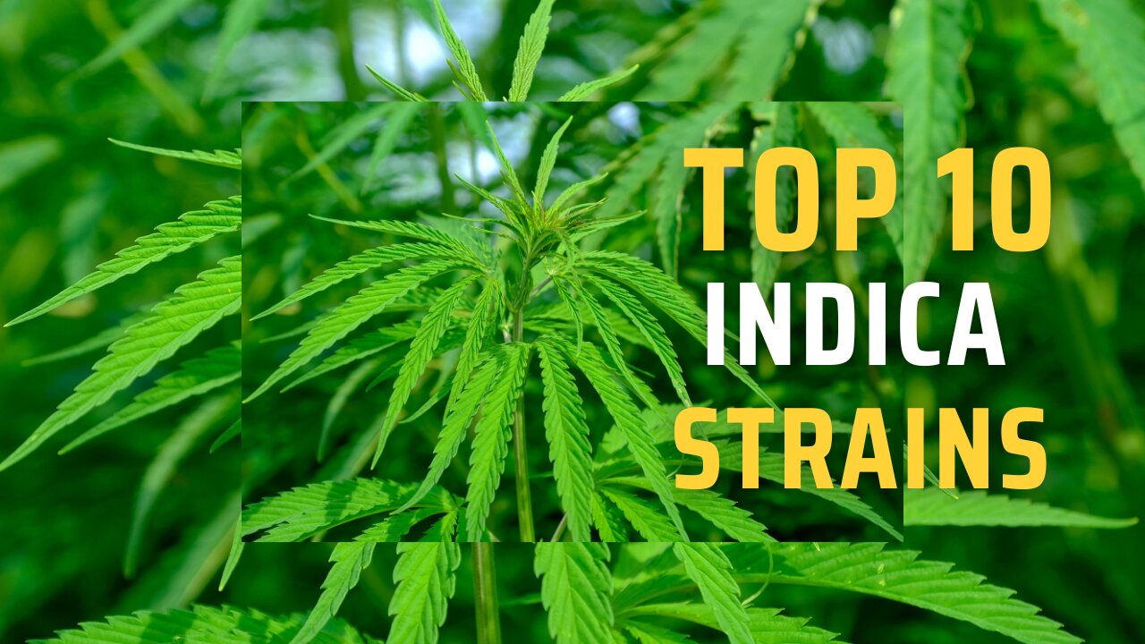 Top 10 Indica Strains Of Marijuana