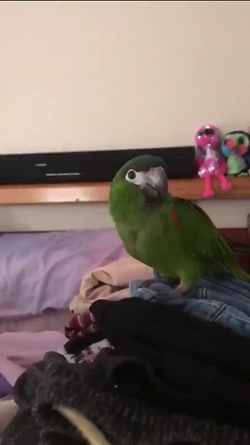 FUNNIEST VIDEO OF THE YEAR!!!