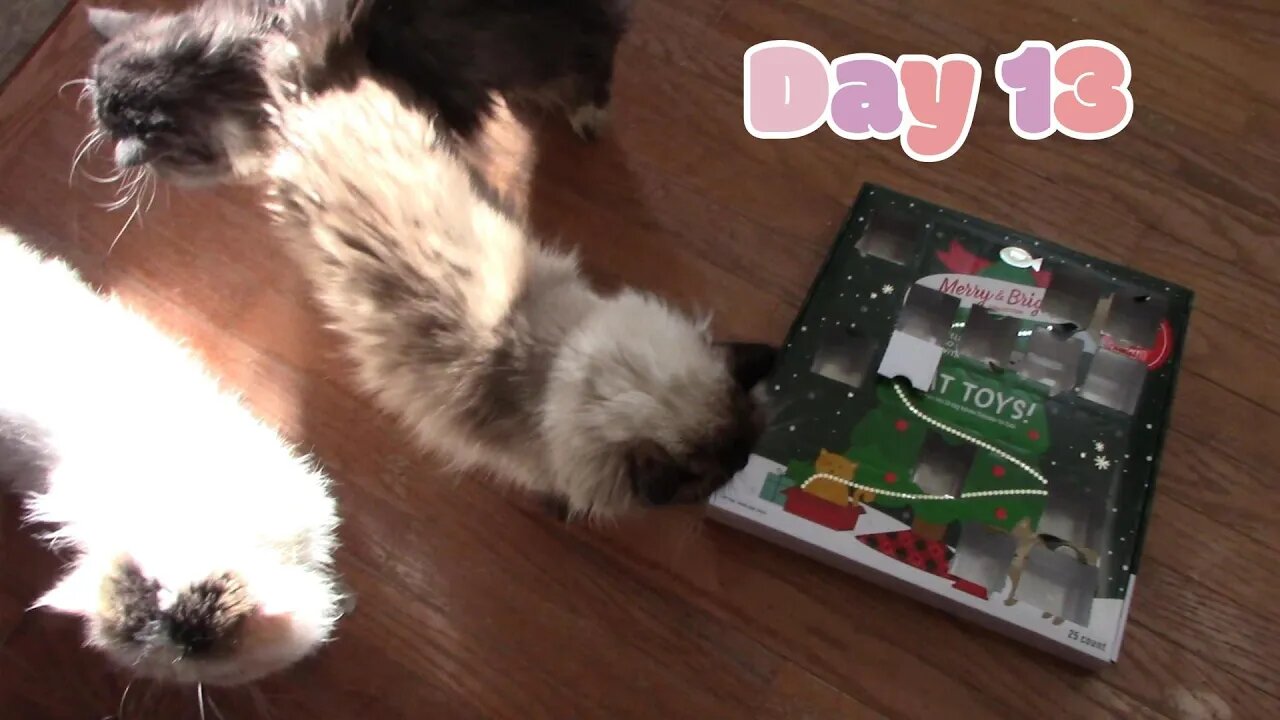 Cat Christmas Advent Calendar Day 13! 🎅😻