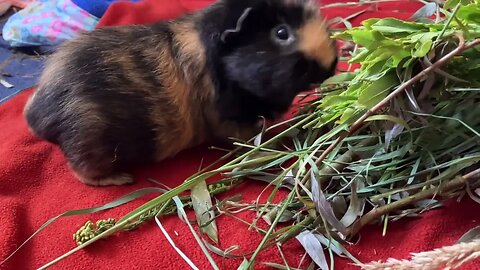 Guinea pigs eating fresh herbs for breakfast