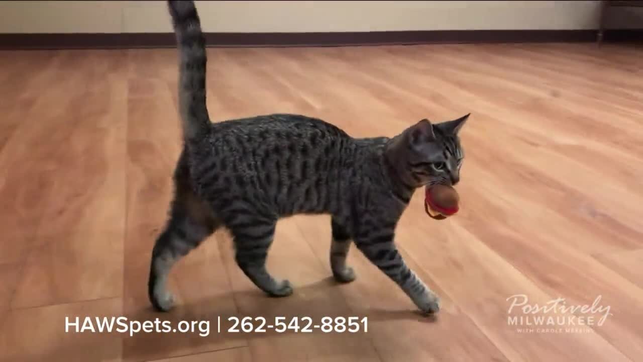 Pawsitively Milwaukee 2.26.23