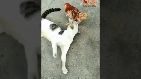 😂clever cat catch smart hen😂Naughty cat #naughtypets #cats2022 #Petsandwild😂😂😂