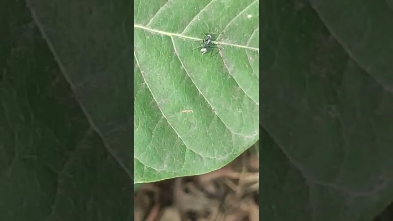 Black Ant