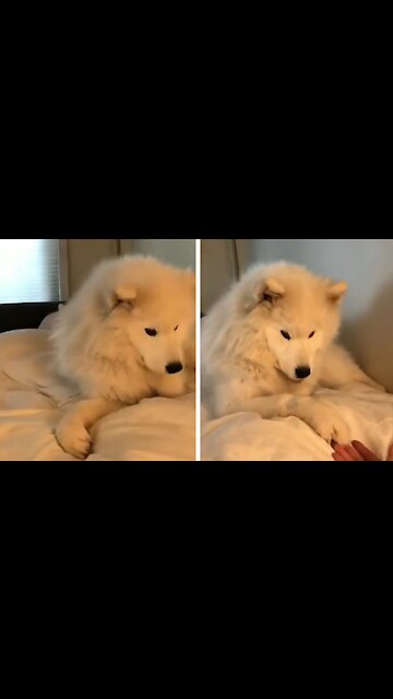 Fluffy Dog ​​gives the paw to its owner