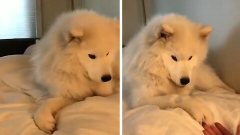 Fluffy Dog ​​gives the paw to its owner