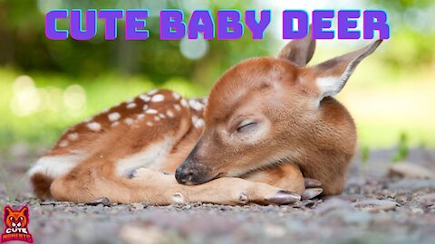 Cute Deer Videos