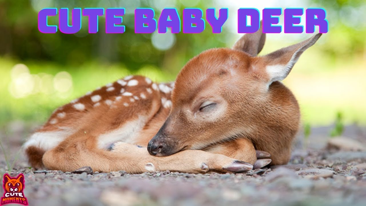 Cute Deer Videos