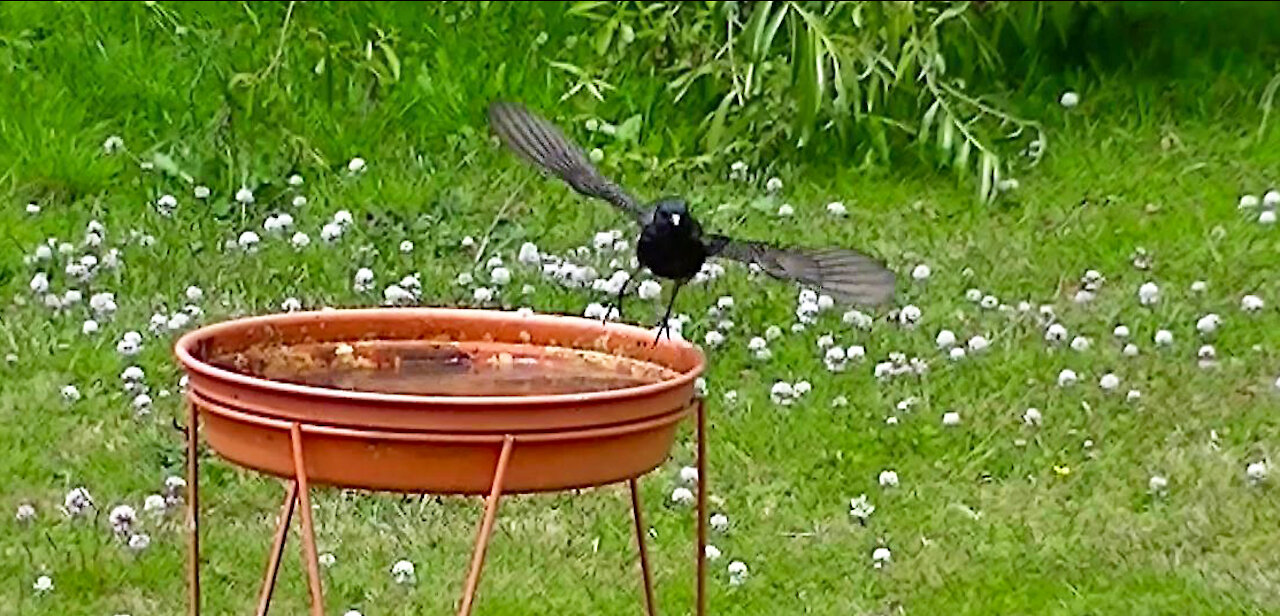 IECV NV #409 - 👀 Hummingbird, Starling, House Sparrows🐤🐤🐤🐤 6-28-2017