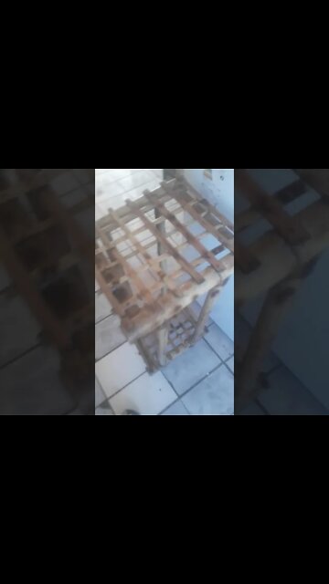 fruteira de bambu cana da Índia e taquara