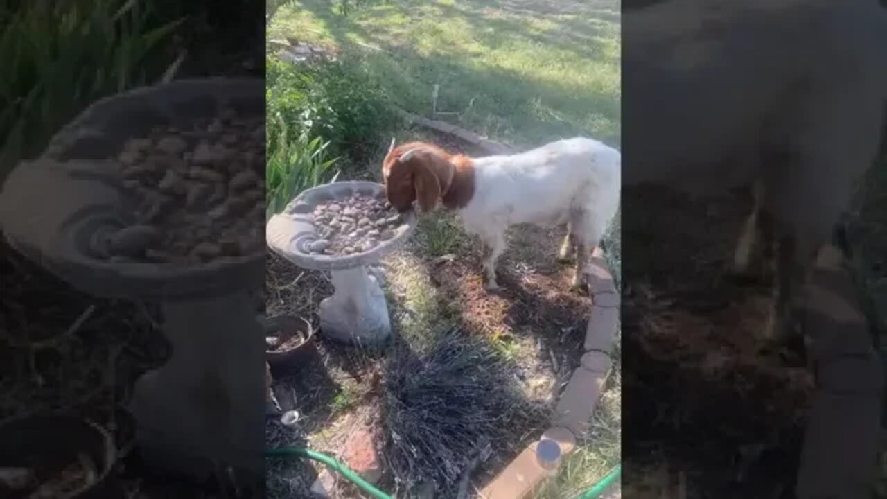 Goat in the yard this morning