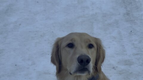 Miska running on ice