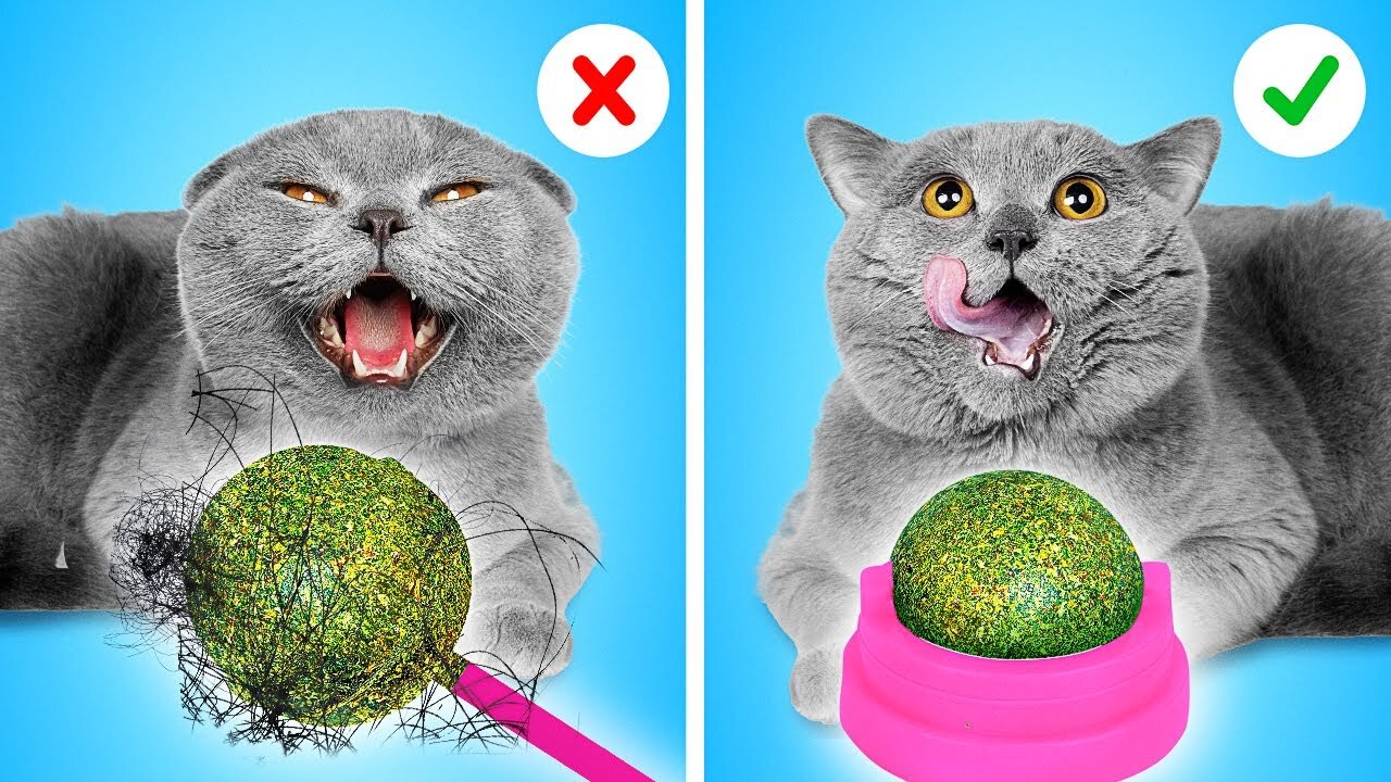 Must-Have GADGETS for your CAT! How to Sneak Pets from Parents by La La life Games