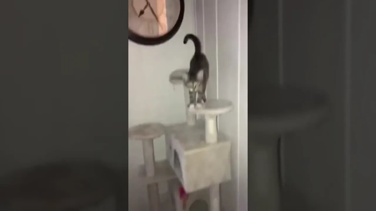 Funny Animals 167 funnycontent707