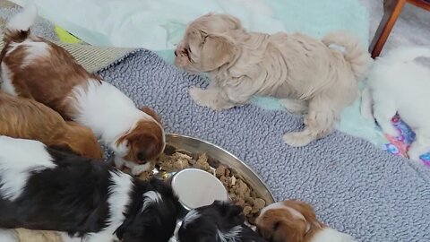 May 2nd....L, M & N Litters(3)