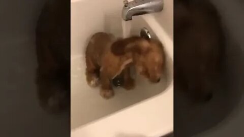 Bathing Dog | #animalshorts