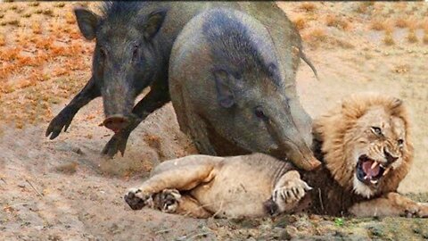 Let's Explore the Animal Planet: Lions vs Warthog | Warthog Fight Lion To Save Another Warthog