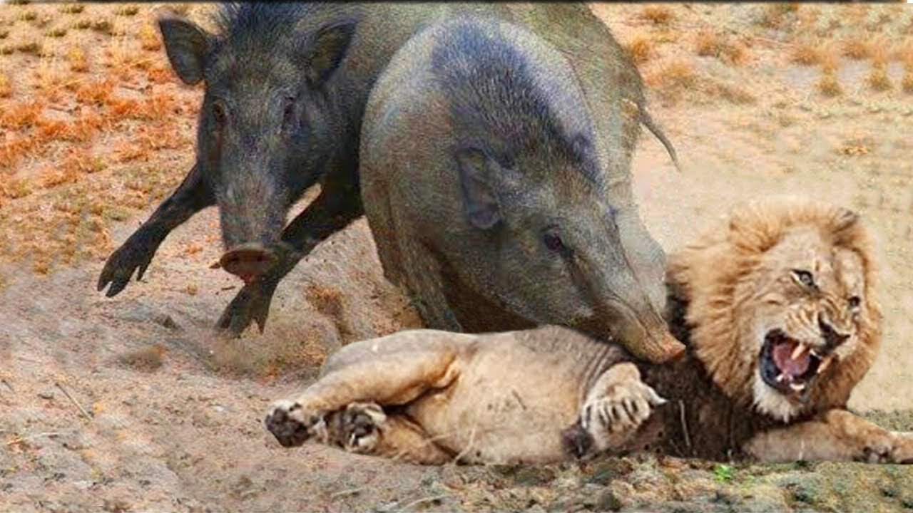 Let's Explore the Animal Planet: Lions vs Warthog | Warthog Fight Lion To Save Another Warthog