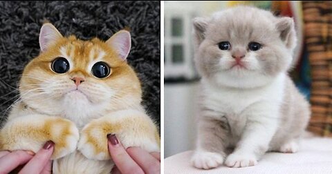 Funny Cats and Kittens Meowing Compilation
