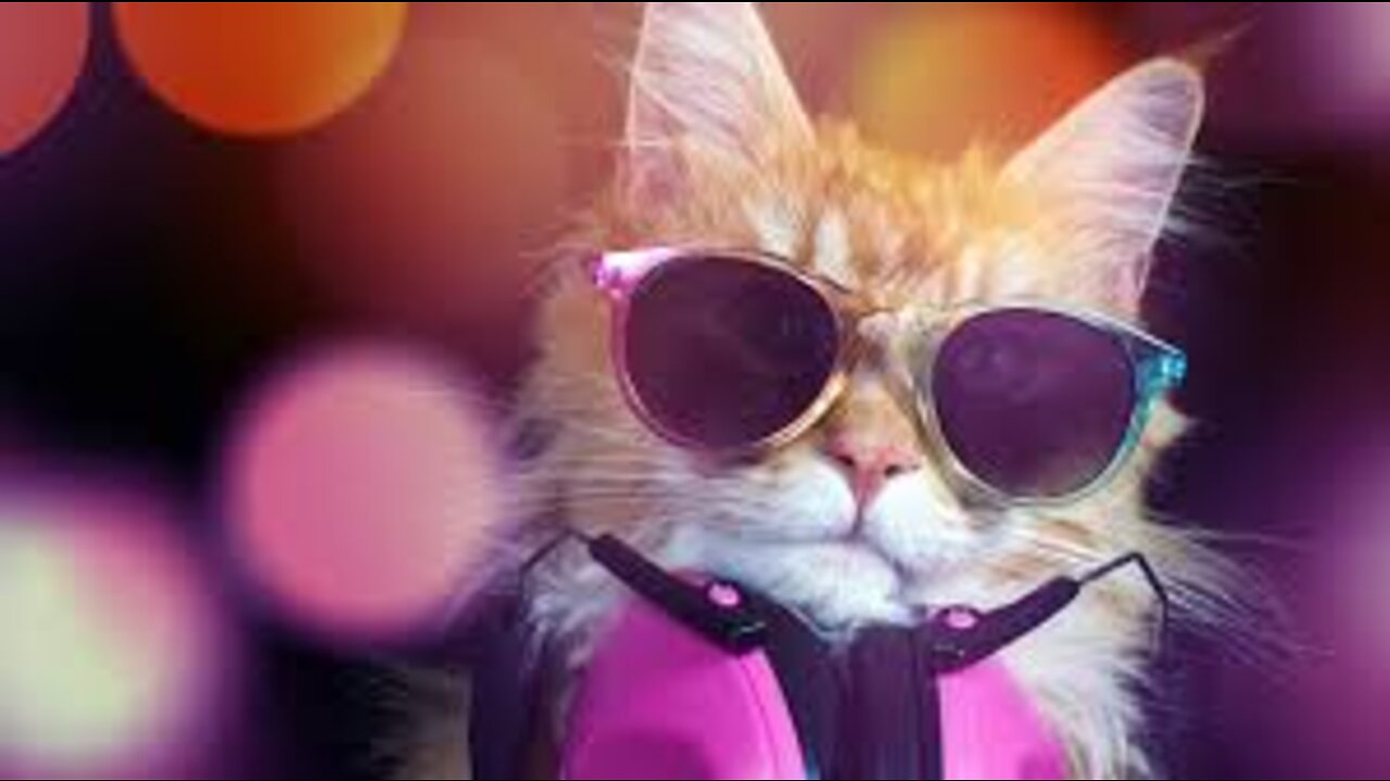 Funny cat never seen this before
