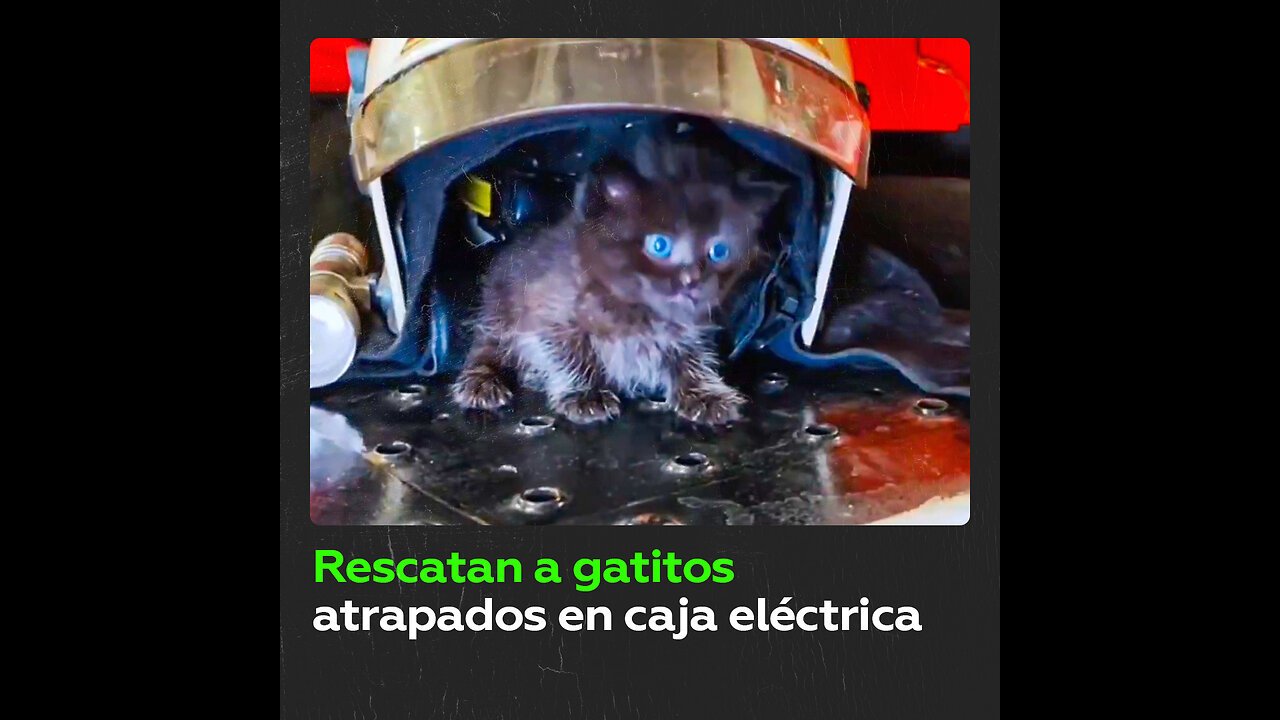 Tres gatitos, rescatados por bomberos en una caja eléctrica