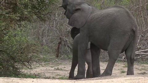 Elephant calf has a thorny encounter
