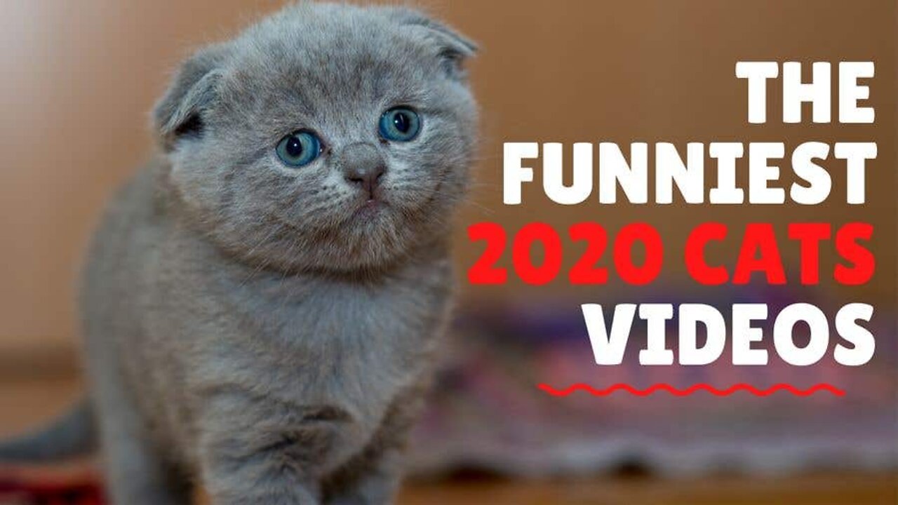 Funniest DOGS AND CATS - TRY NOT TO LAUGH CHALLENGE