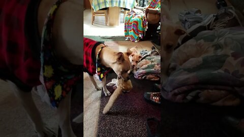 Belvedere teaching puppy Gracie Mae to Play