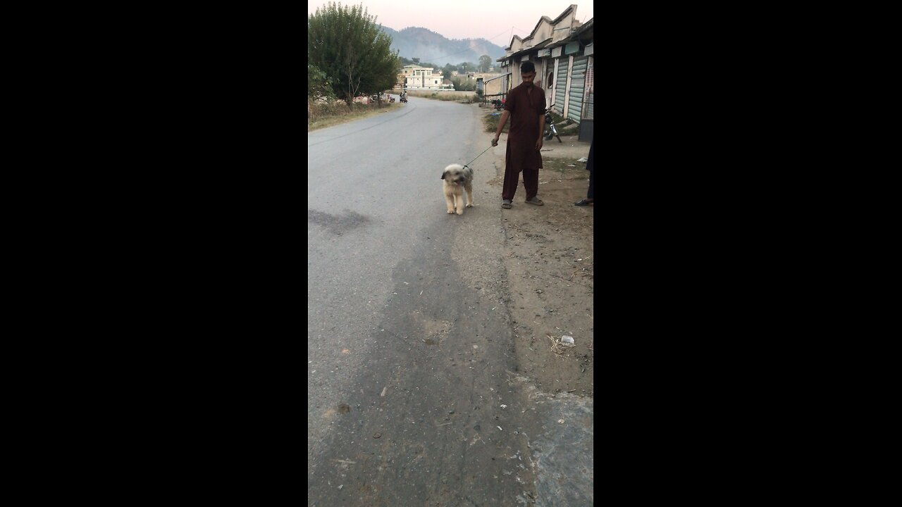 Beautiful Dog