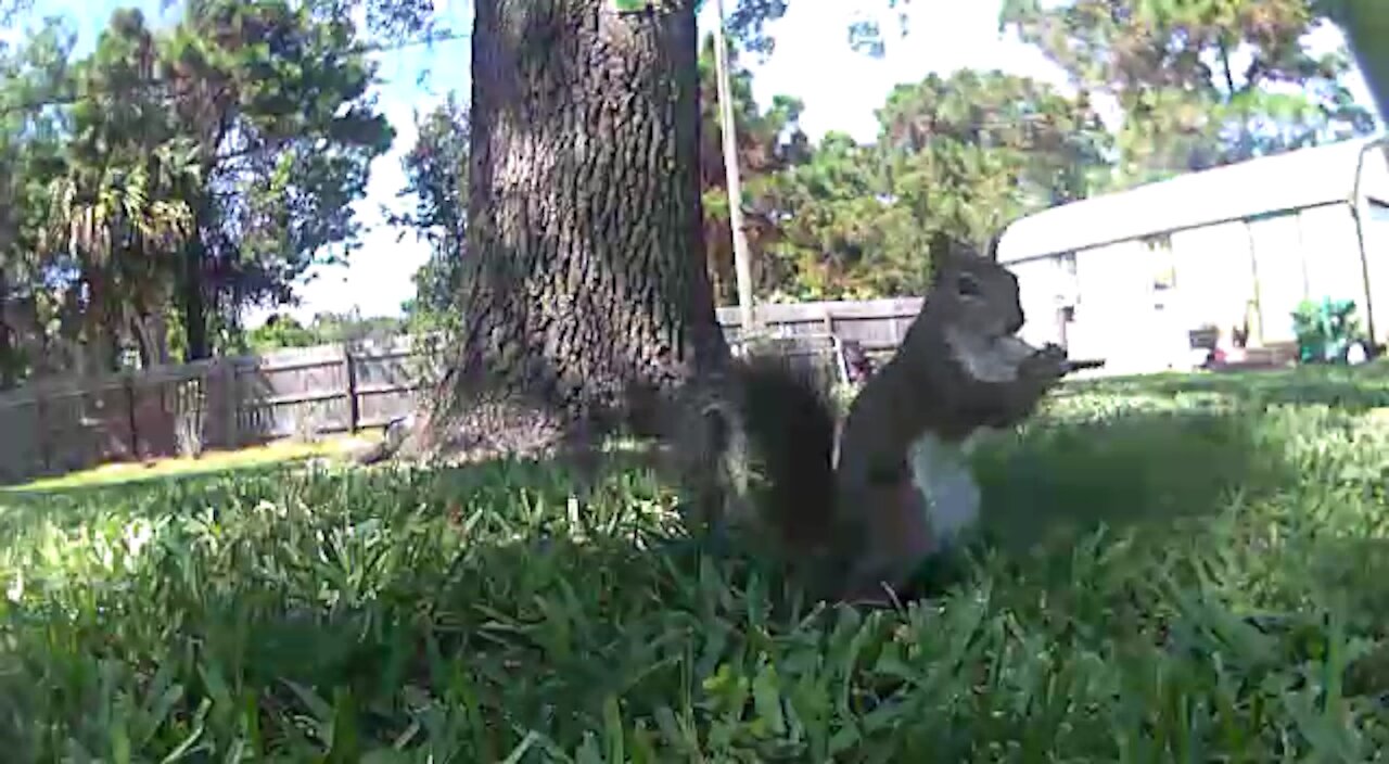 Nutz!! Just too big for his mouth