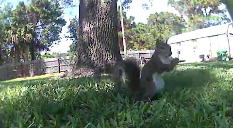 Nutz!! Just too big for his mouth
