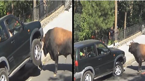 bull atack in car see what happend