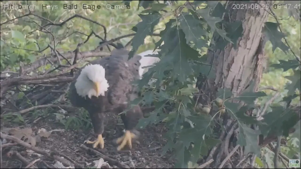 Hays Eagles Dad and Mom in nest Dad brings leaves 8.25.21 6:29AM