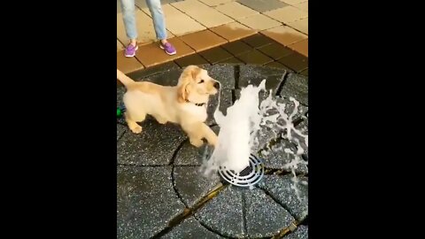 Omg 🐶🐶🐶 #shorts #shortsfeed #clips #shortvideo