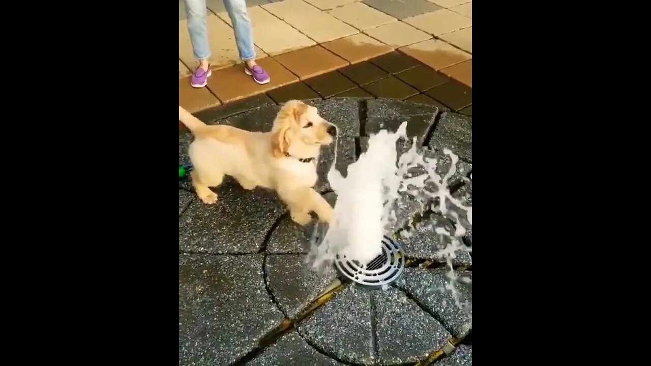 Omg 🐶🐶🐶 #shorts #shortsfeed #clips #shortvideo