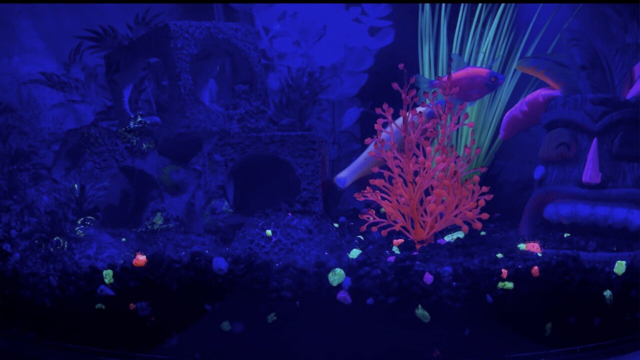 GloFish Aquarium (Widescreen) #ASMR #Aquarium #GloFish #Relax #4K #DolbyVisionHDR