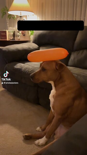 The ole pitbull baloon trick. 🤣🤣🤣