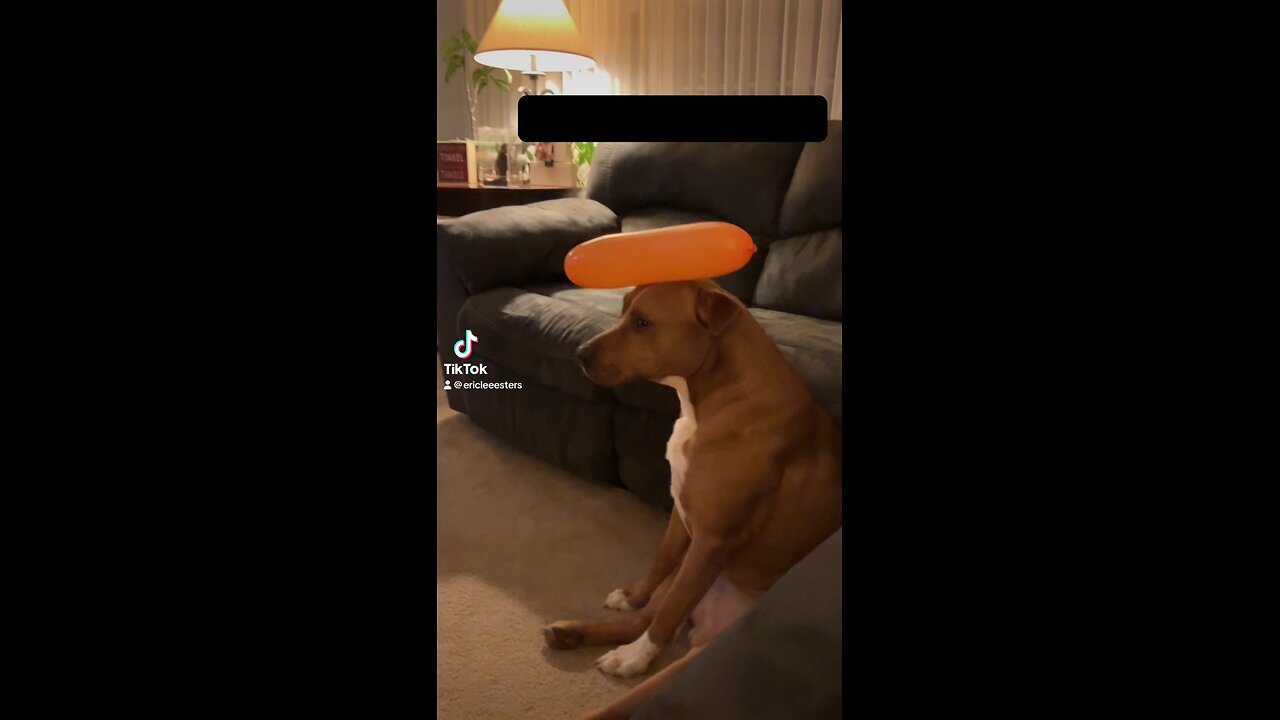 The ole pitbull baloon trick. 🤣🤣🤣