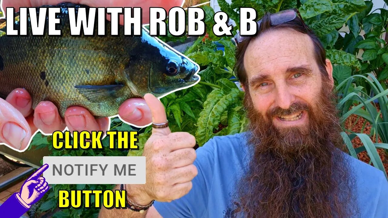 Aquaponics Q&A Live Stream With Rob & Bianca