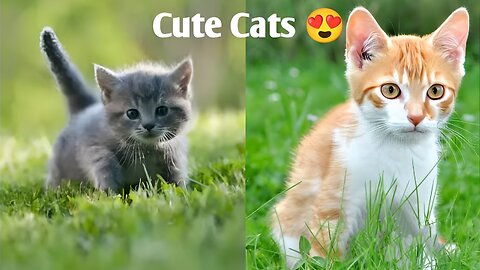 Cute Cats And Kittens Playing Compilation For Laugh 😂 Part 2
